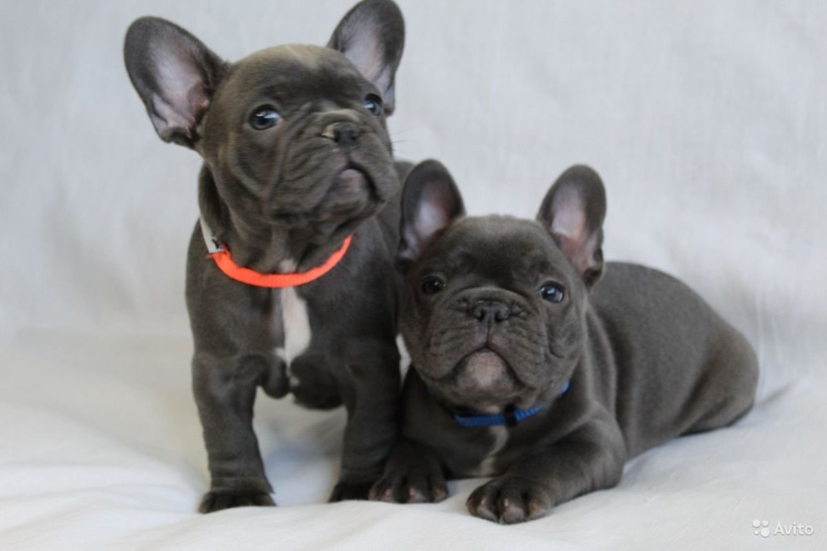 Ричи французский бульдог