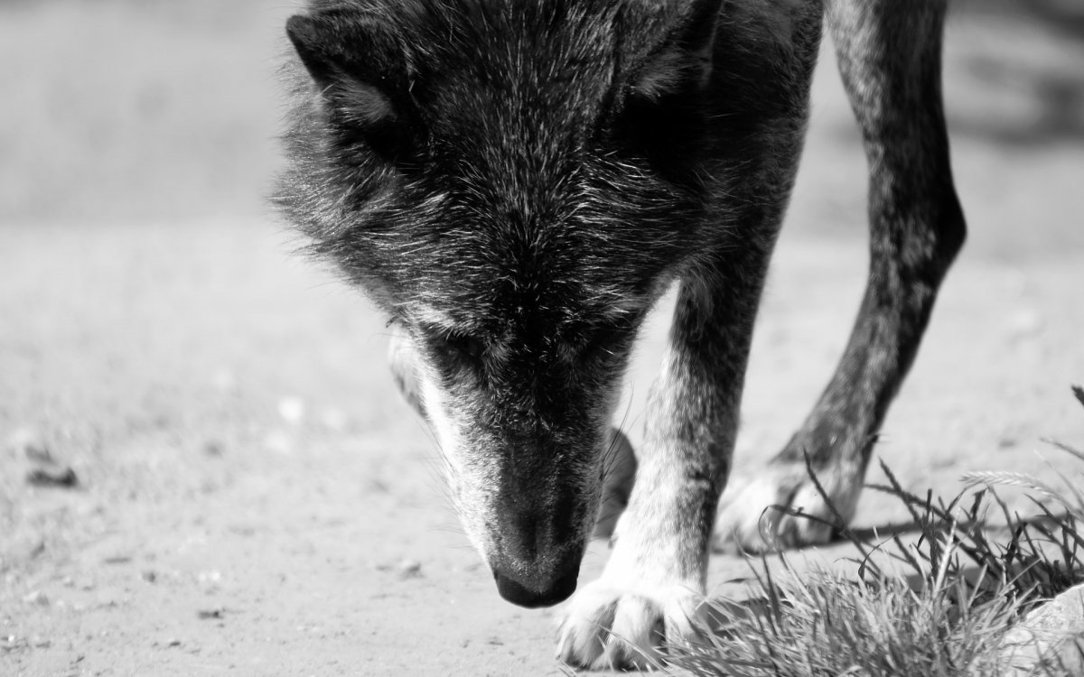 Стая Волков