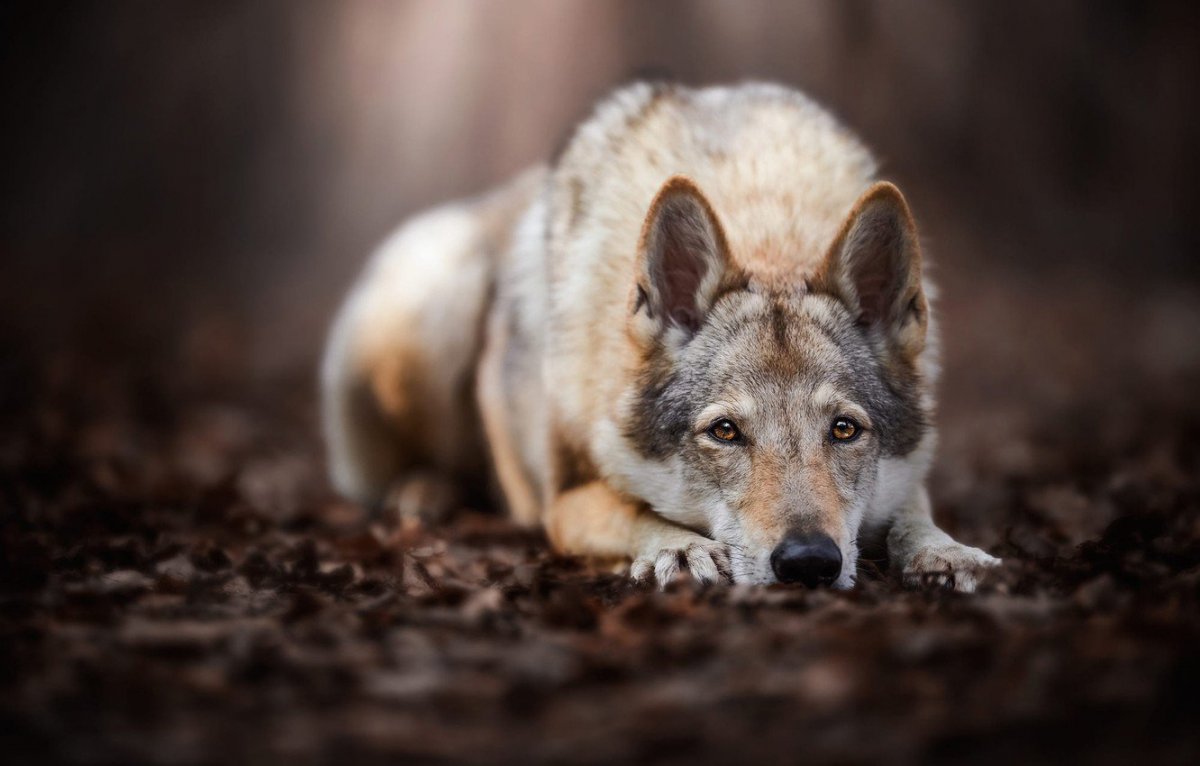 Среднерусский Лесной волк