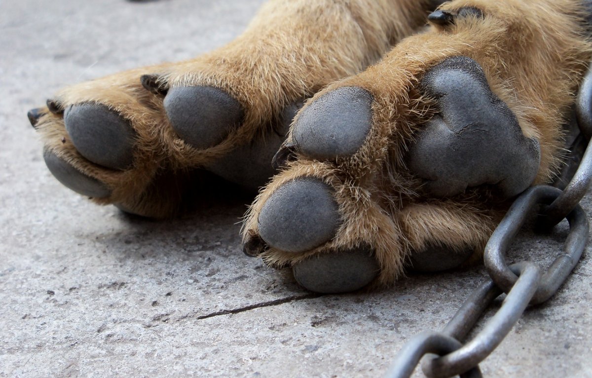 Серебристый волк