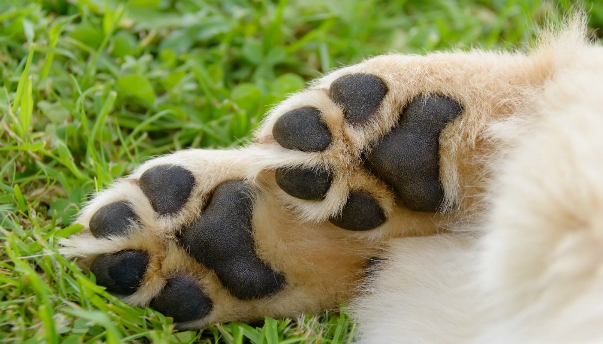 Пепельный волк