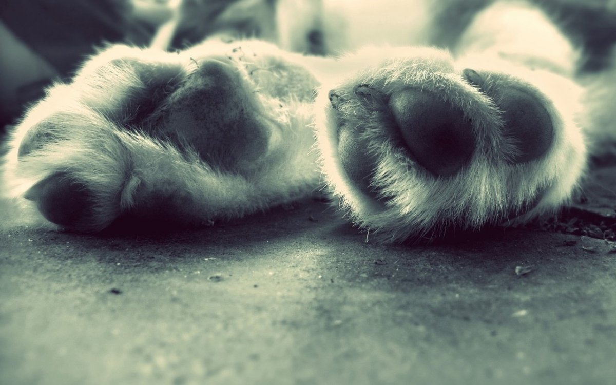 Лапа волка и собаки