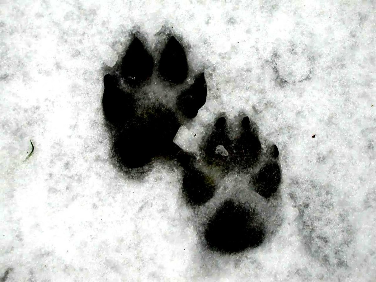 Лапка на черном фоне