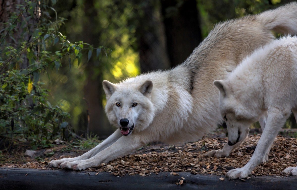 Волчий след