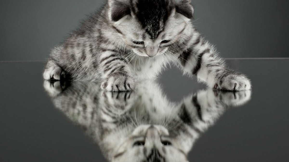 Обои с котятами