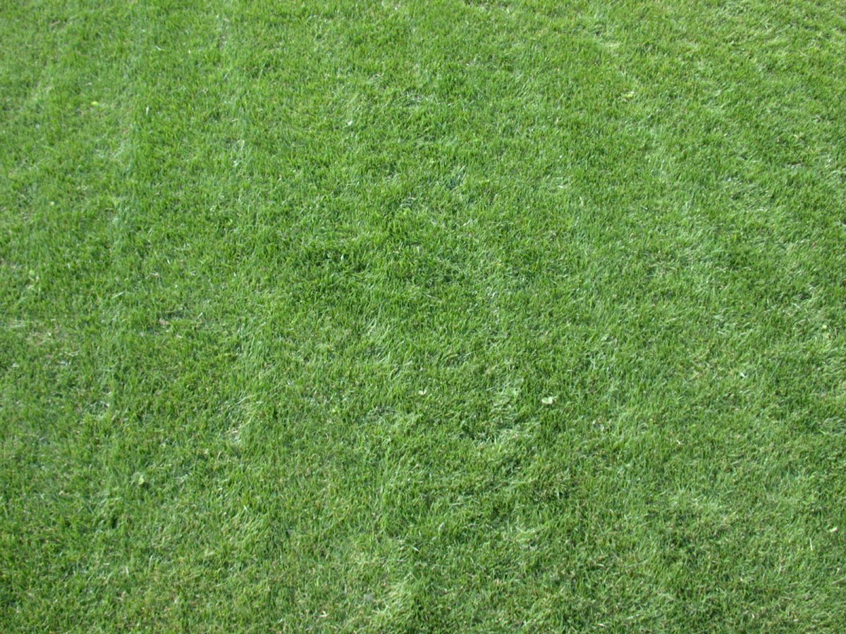 Текстура травы бесшовная