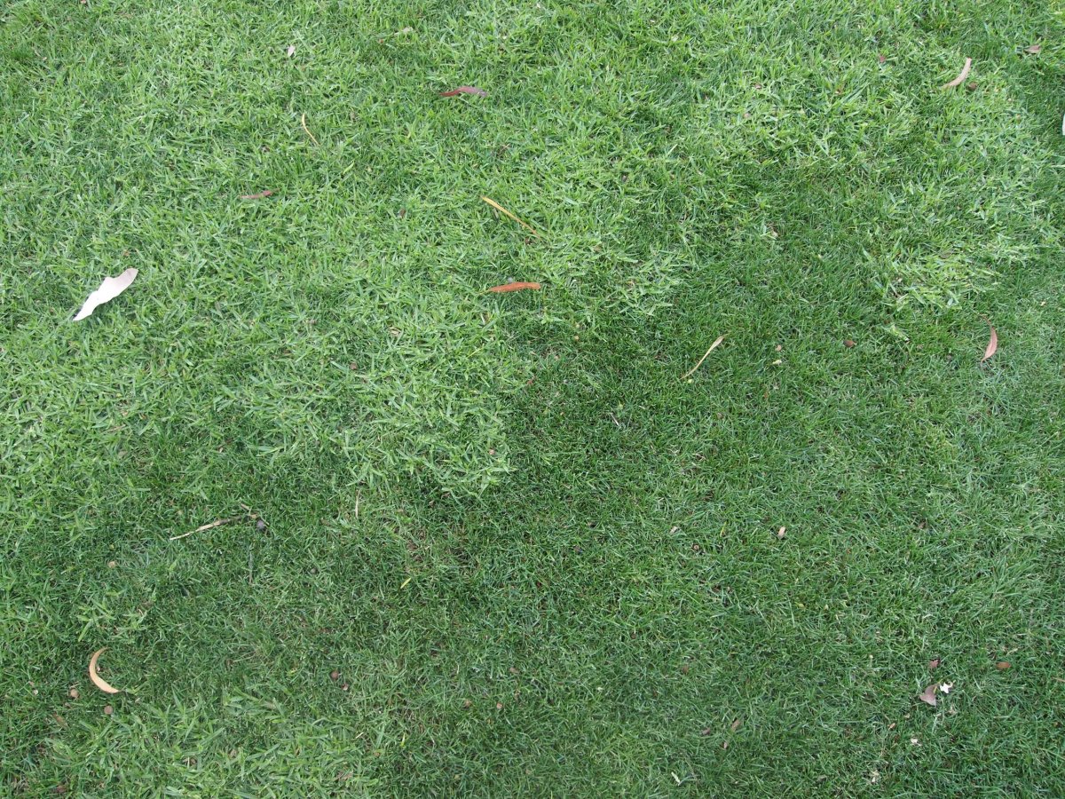 Текстура травы для блендера