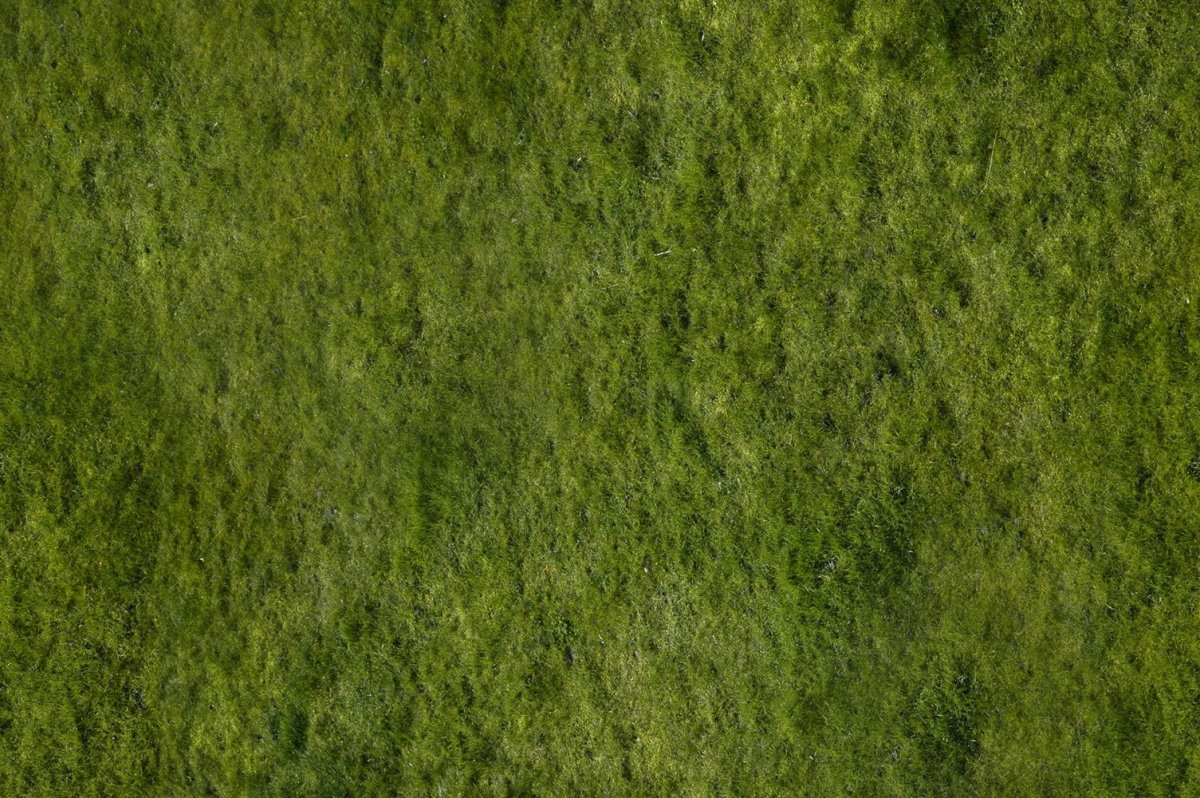 Текстура травы бесшовная