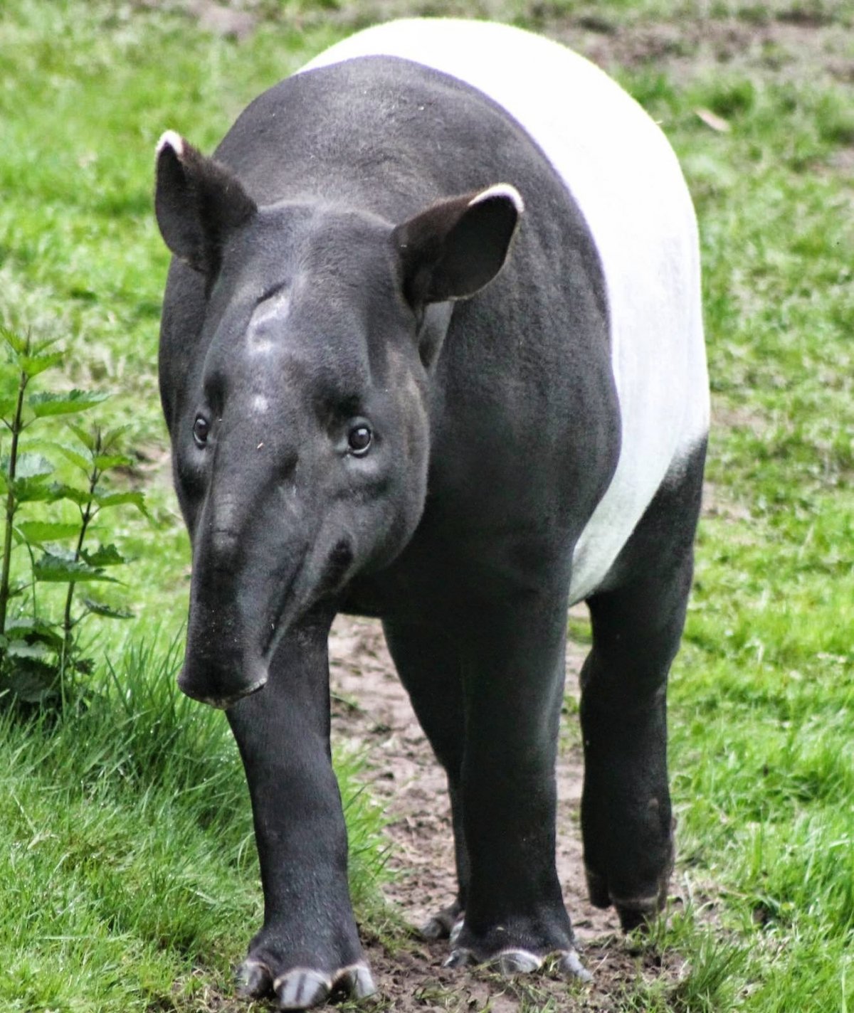 Суматранский слон