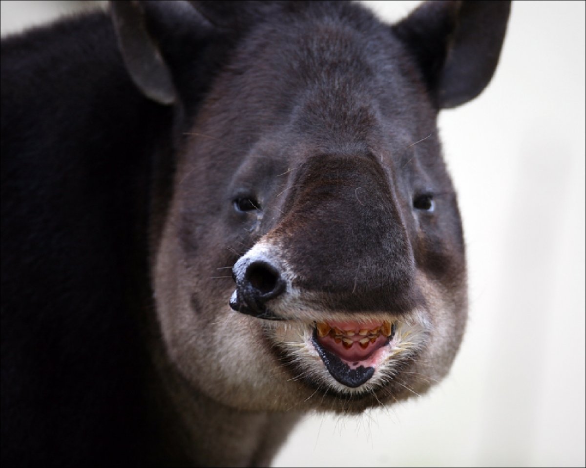 Зверь тапир