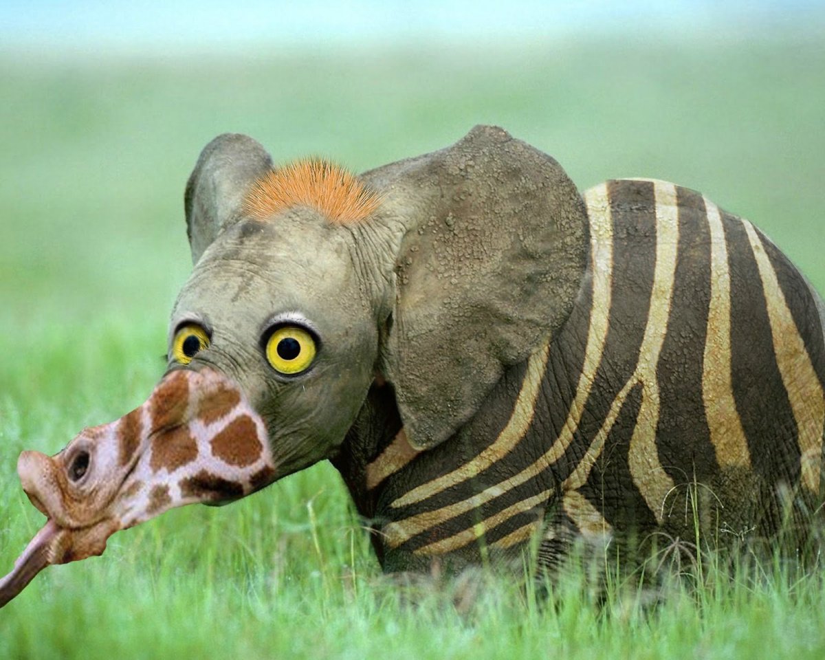 Животные с хоботом кроме слона