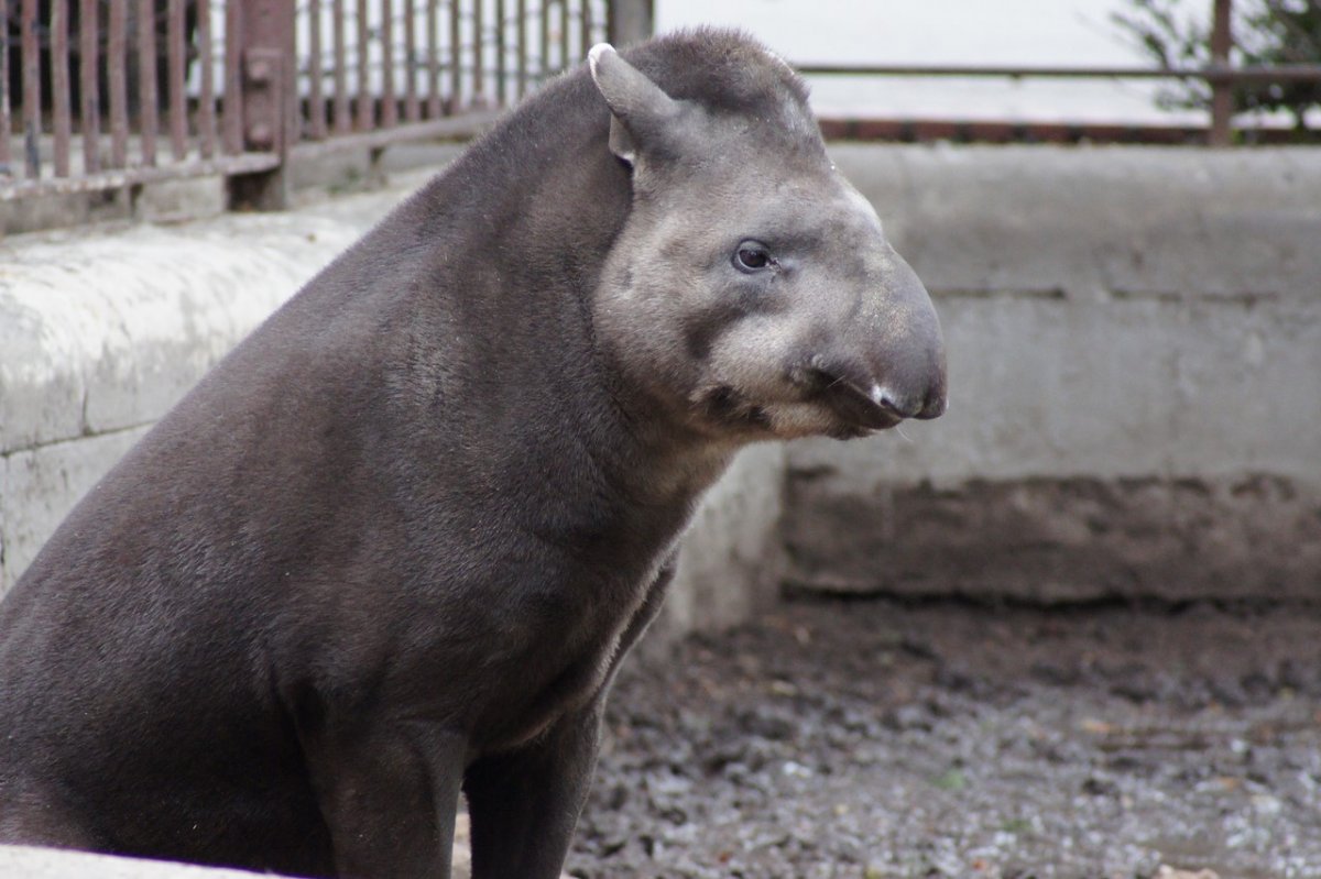 Бразильский тапир