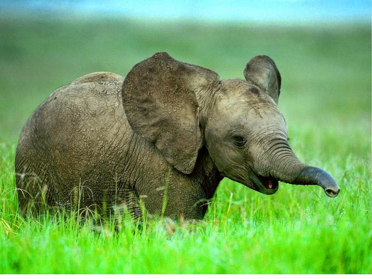 Равнинный тапир