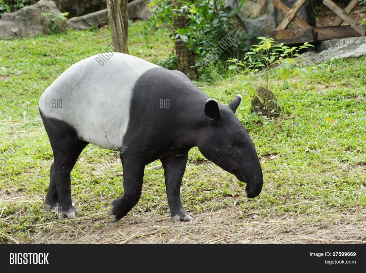 Животное с хоботом не
