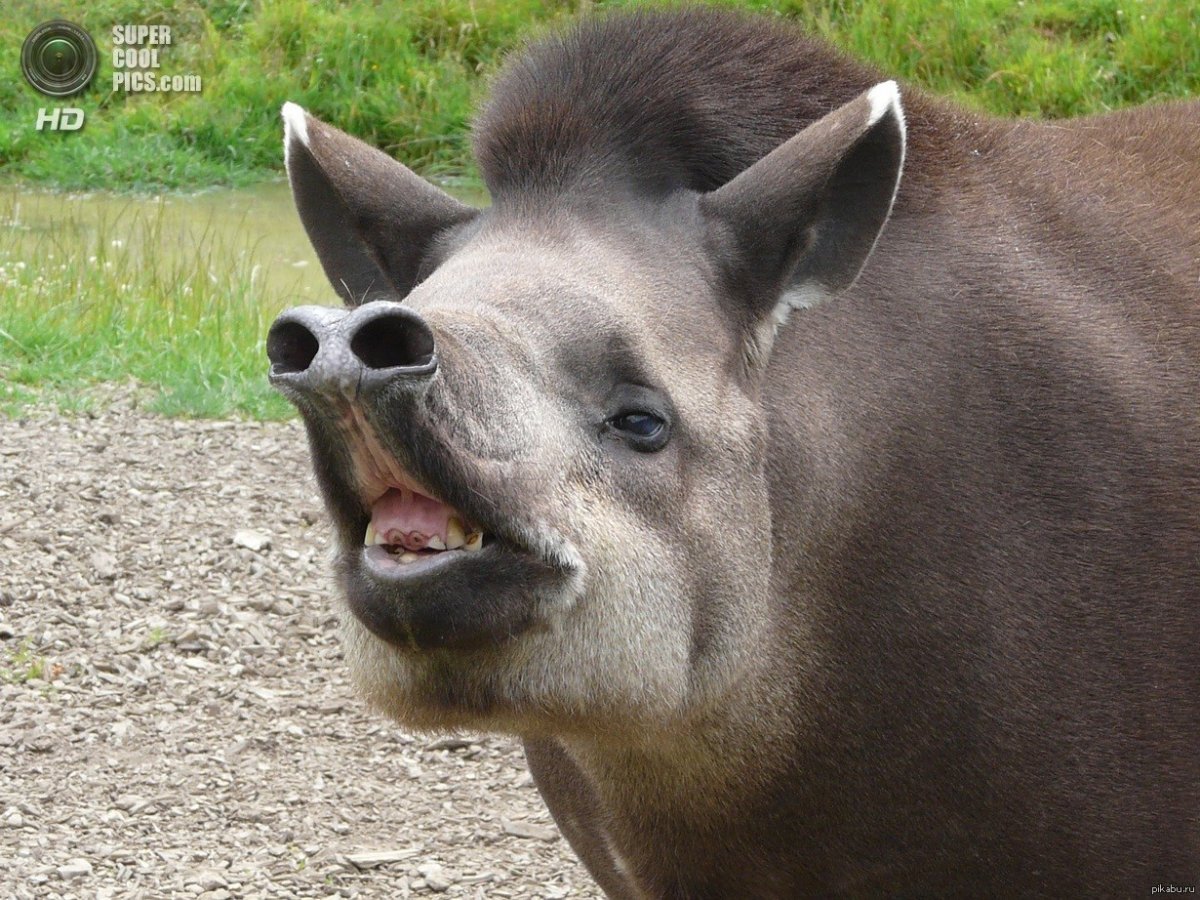 Животные Африки трубкозуб