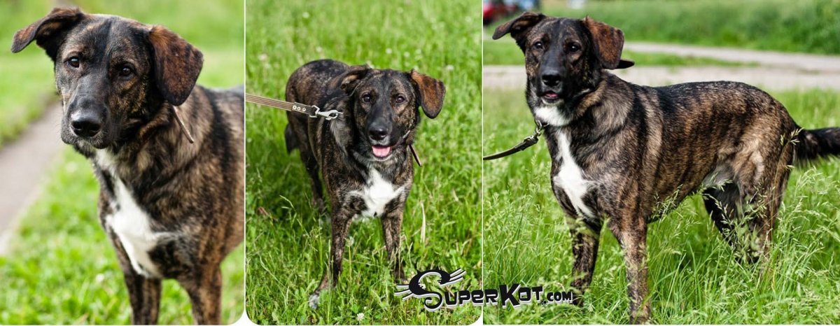 Охотничьи собаки тигрового окраса