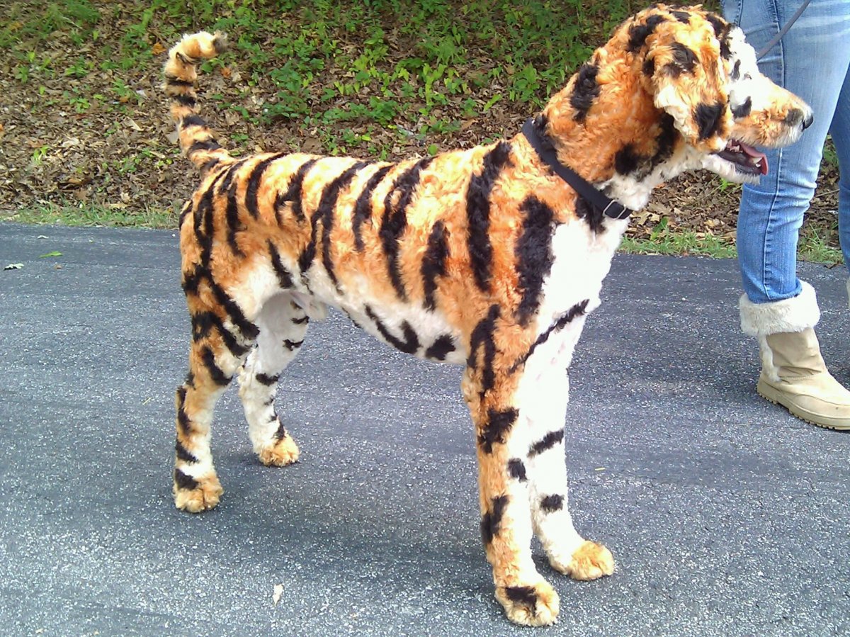 Тигровый дог