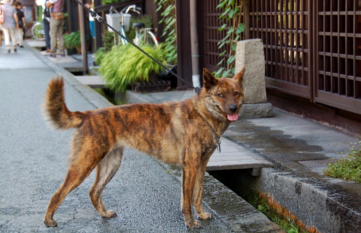 Кай ину порода собак