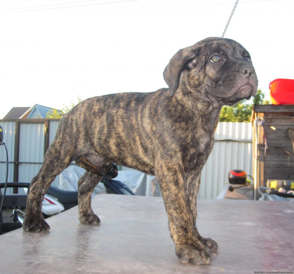 Щенки Кане Корсо тигровый окрас 1 месяц