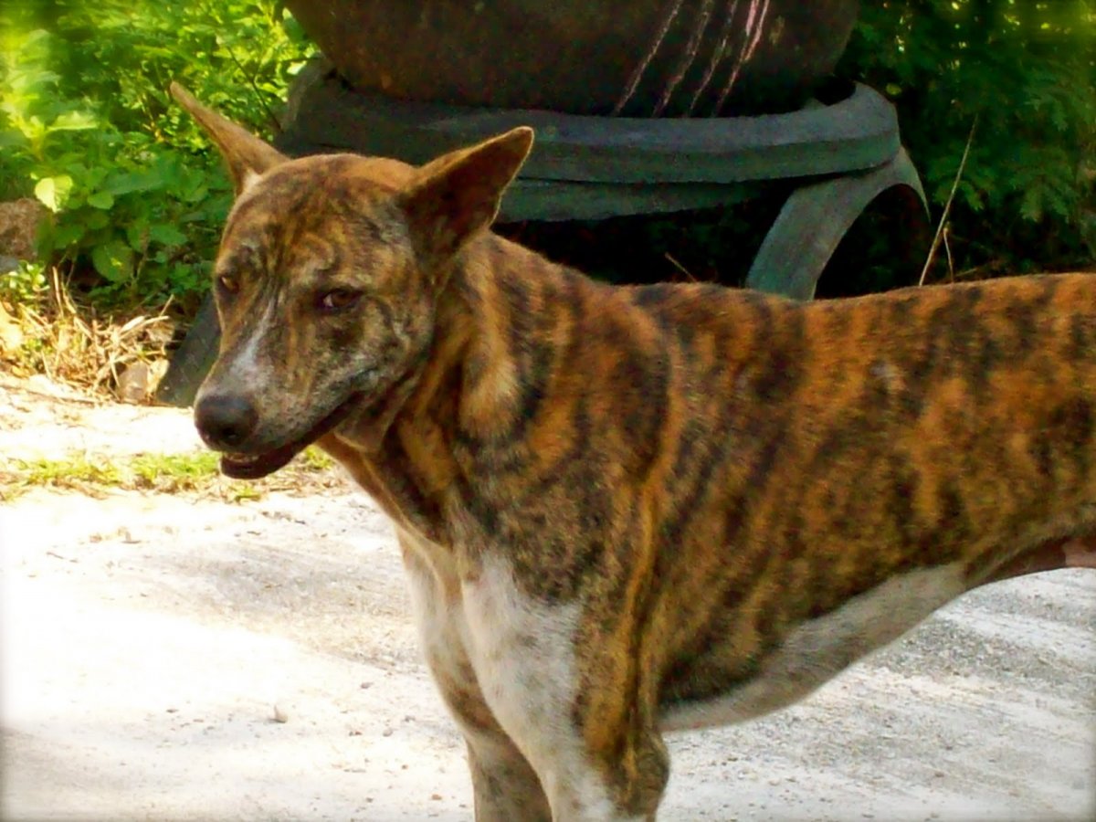 Древесная теннессийская тигровая