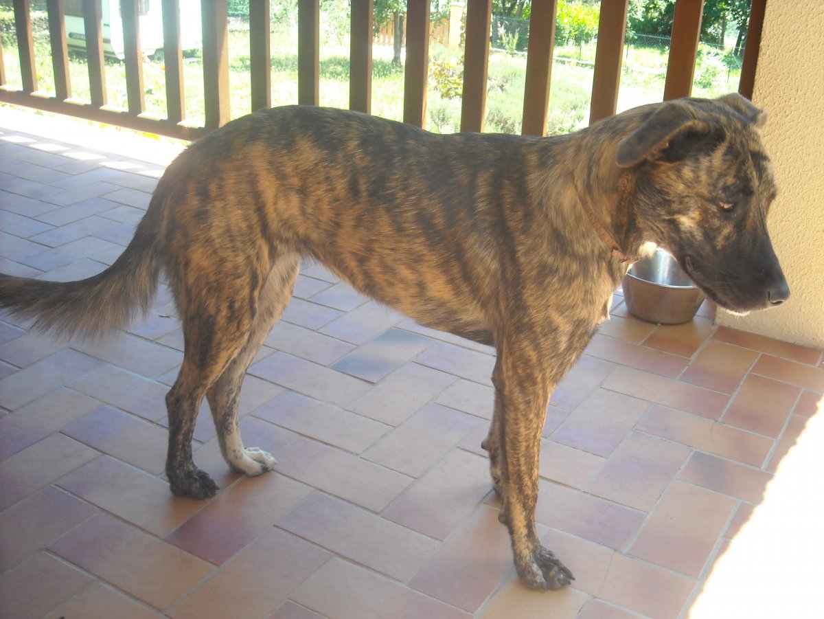 Древесная теннессийская тигровая