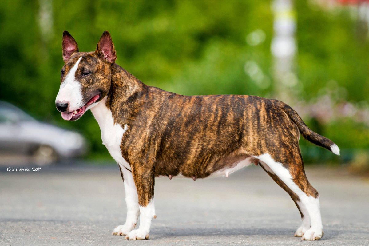 Бультерьер тигровый