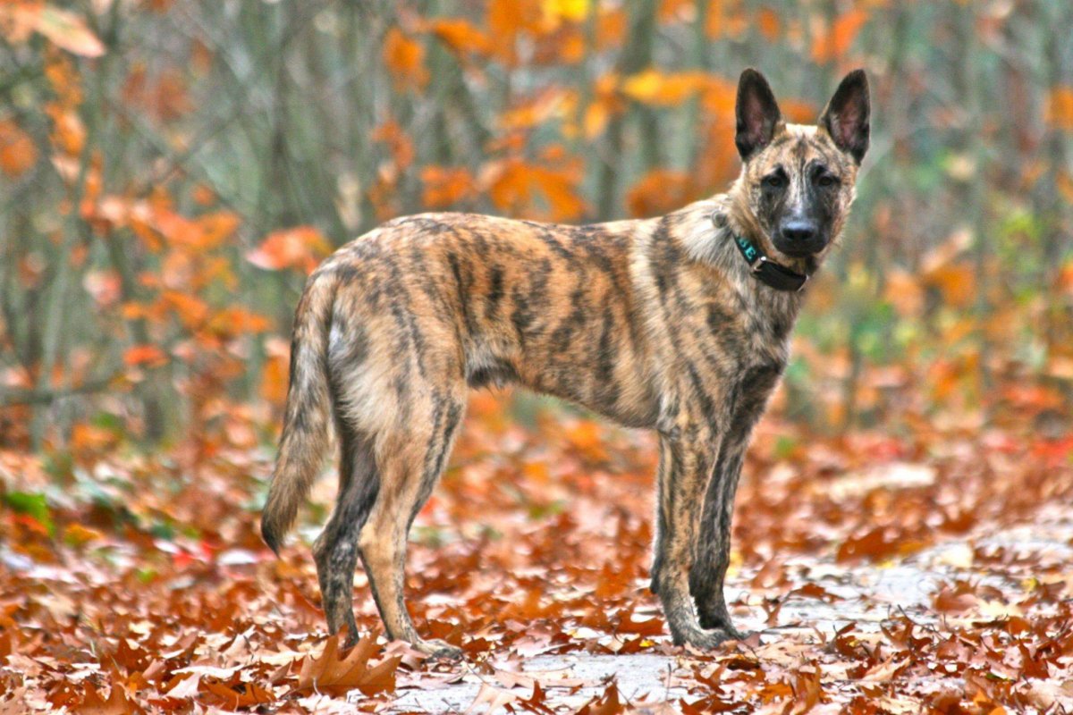 Порода Хердер голландская овчарка