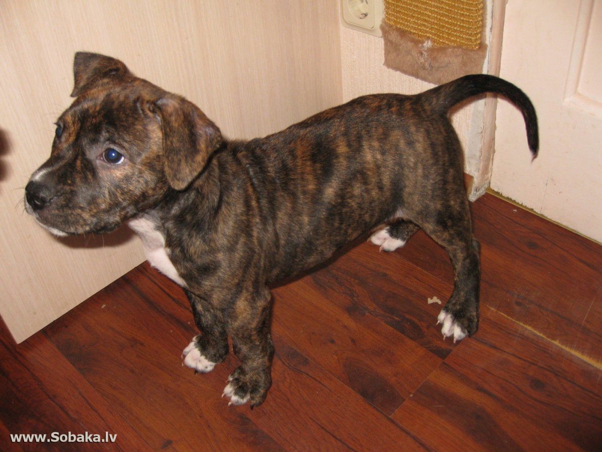 Американский стаффордширский терьер тигровый