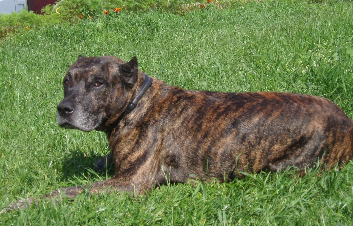 Питбуль ротвейлер тигровый