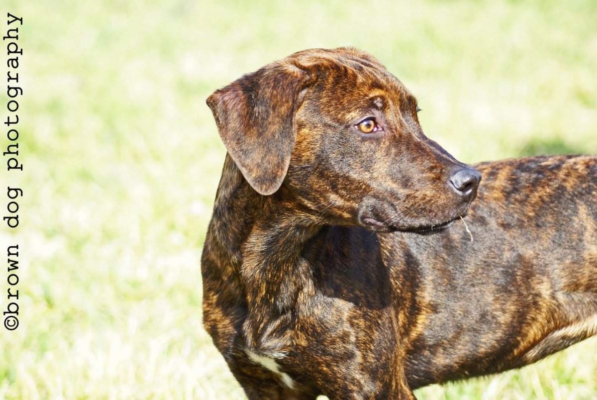 Древесная теннессийская тигровая