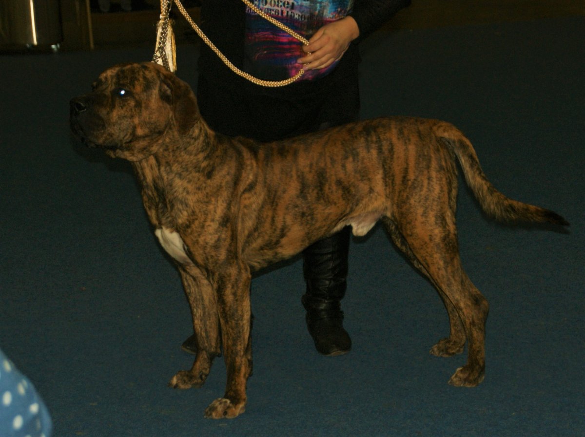 Тоса ину тигрового окраса