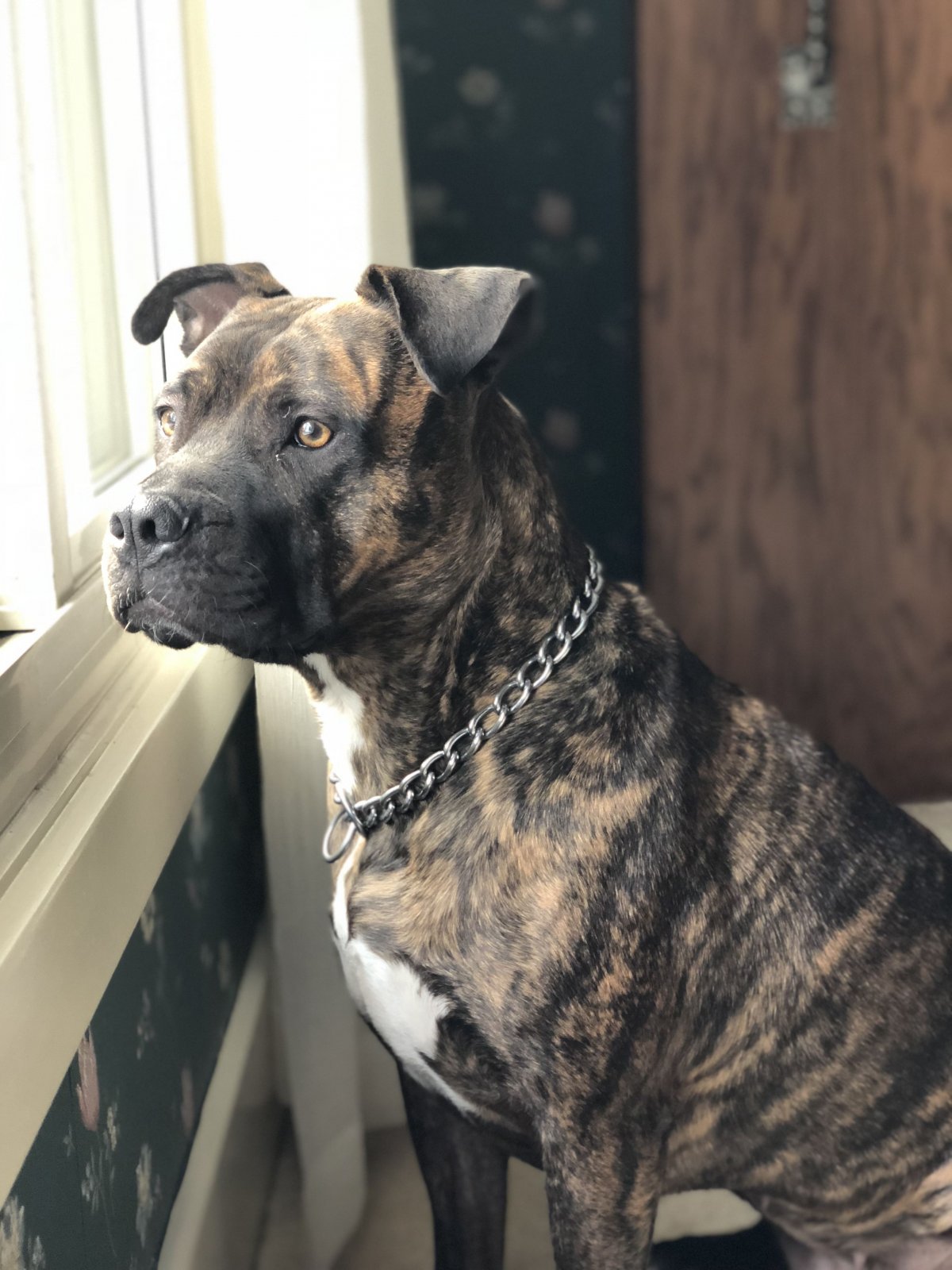 Стаффордширский терьер черепаховый