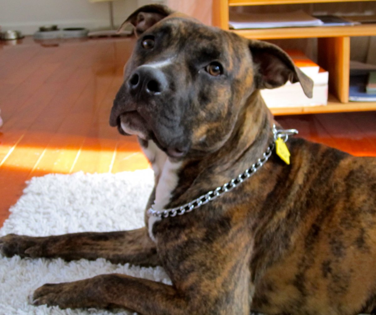 Стаффордширский питбуль тигровый