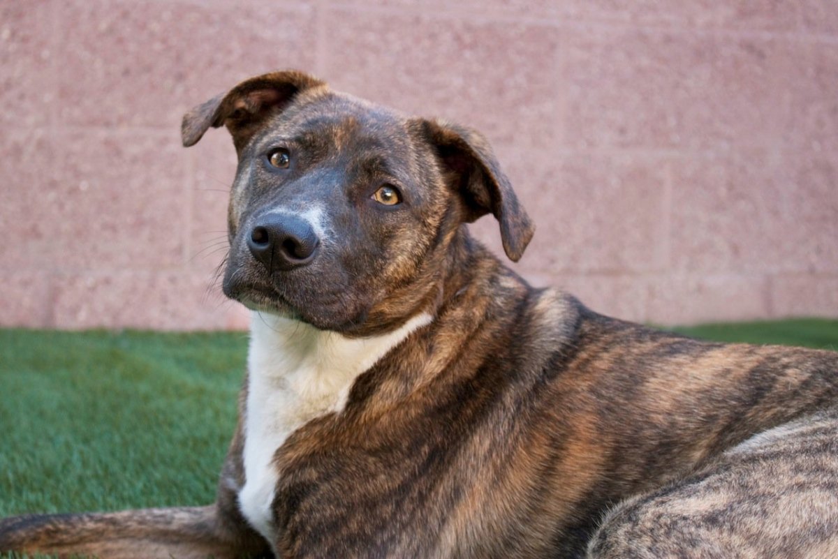 Древесная теннессийская тигровая