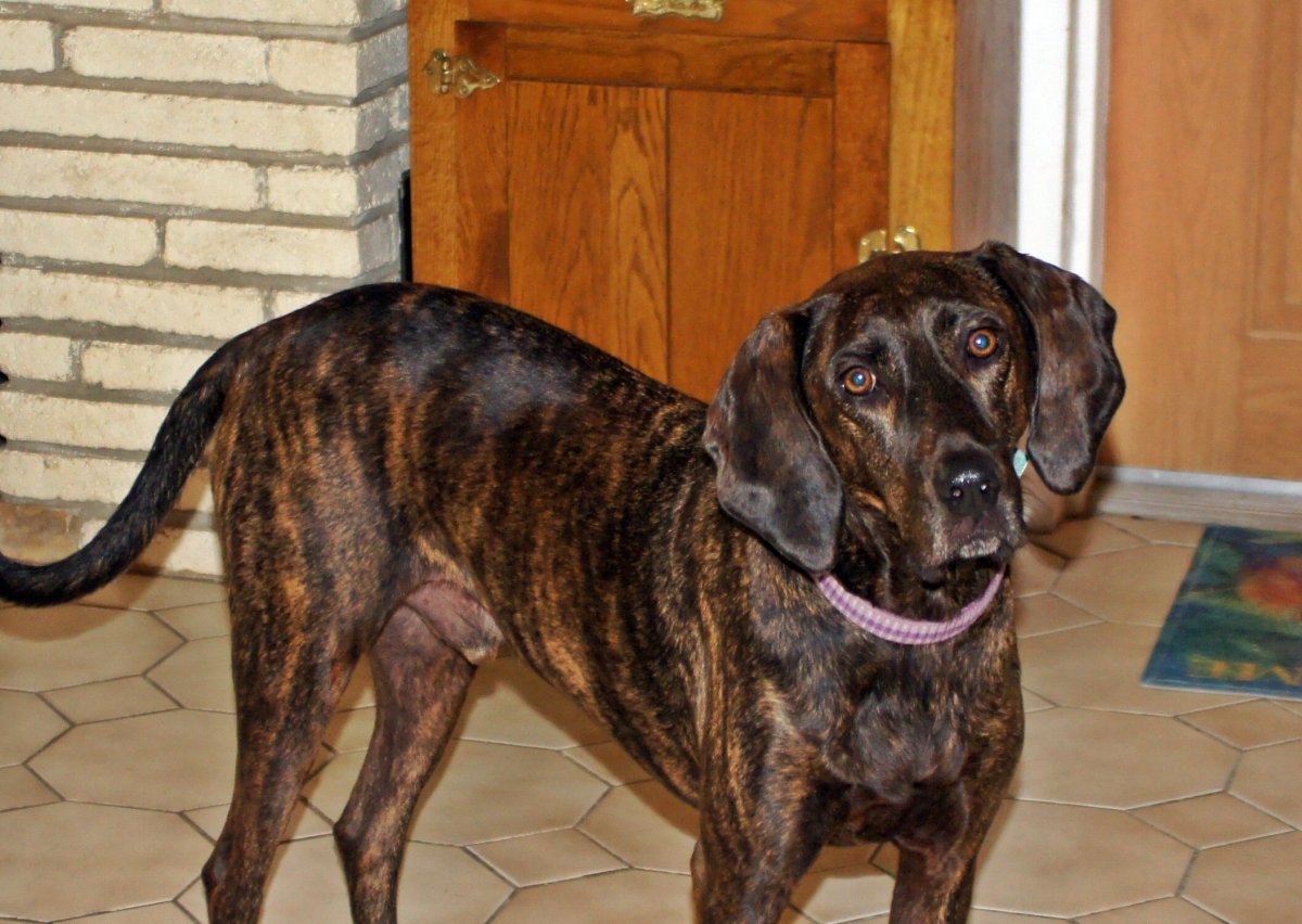 Древесная теннессийская гончая