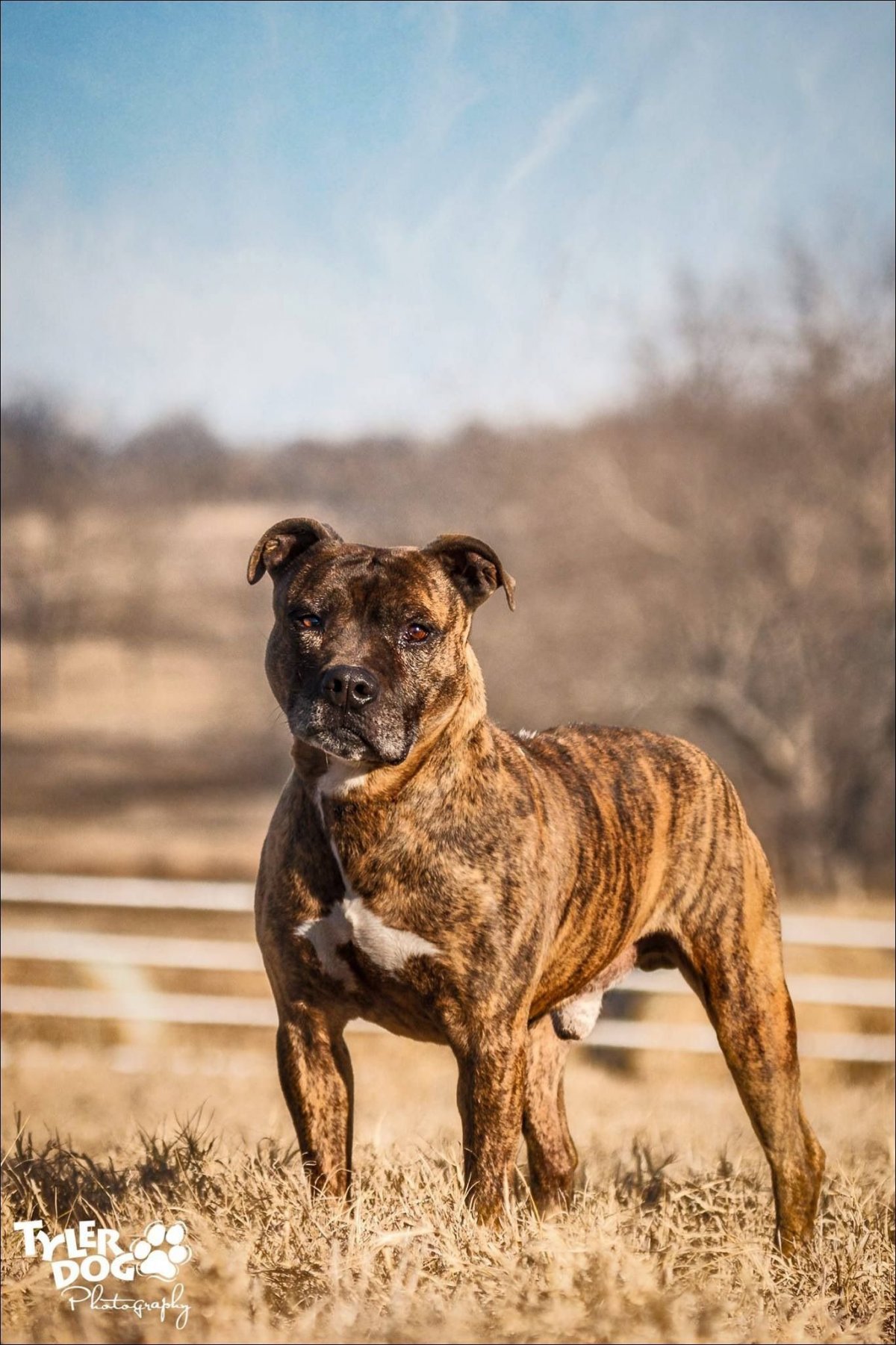 Американский питбуль тигровый