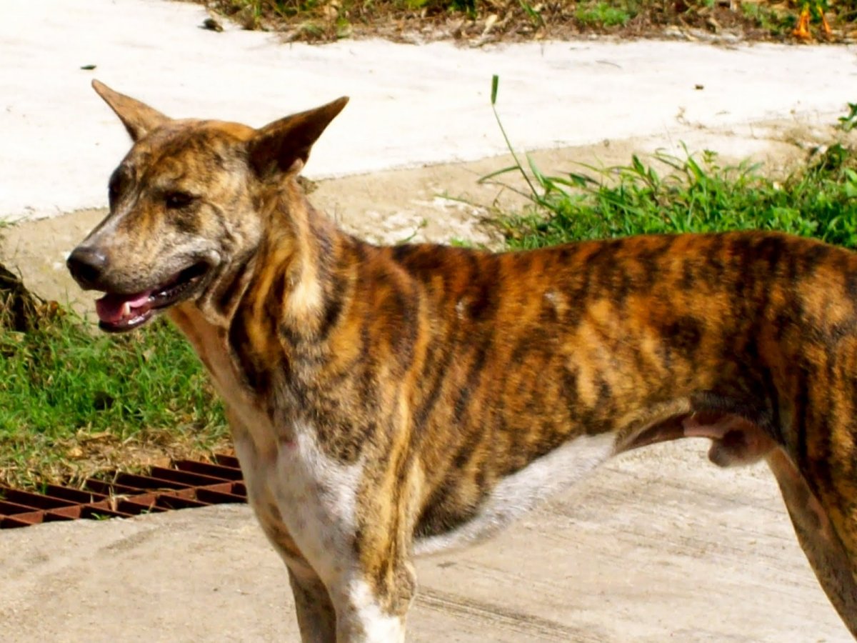 Древесная теннессийская тигровая собака