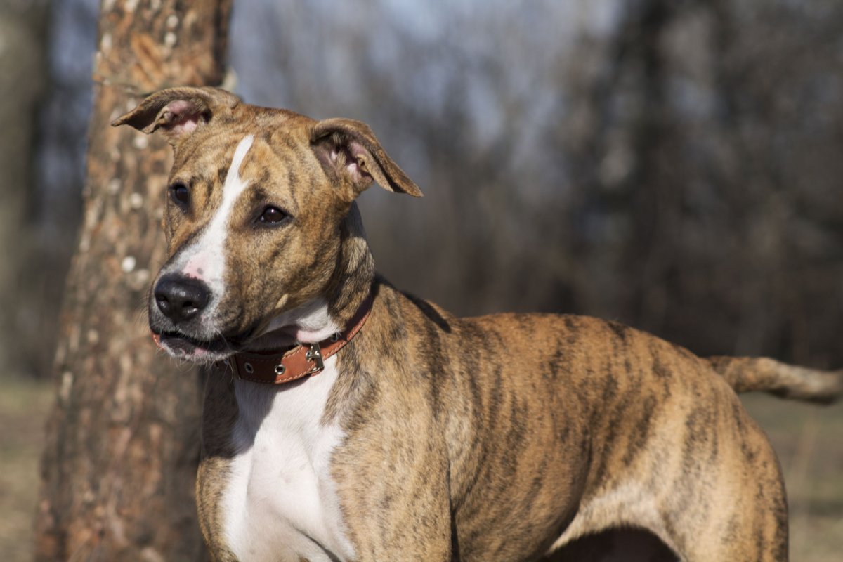 Стаффордширский терьер тигровый