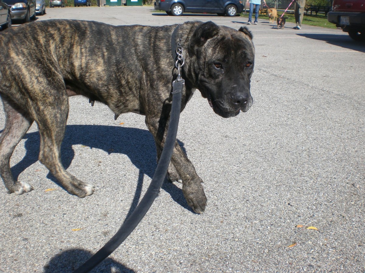 Древесная теннессийская гончая тигровая