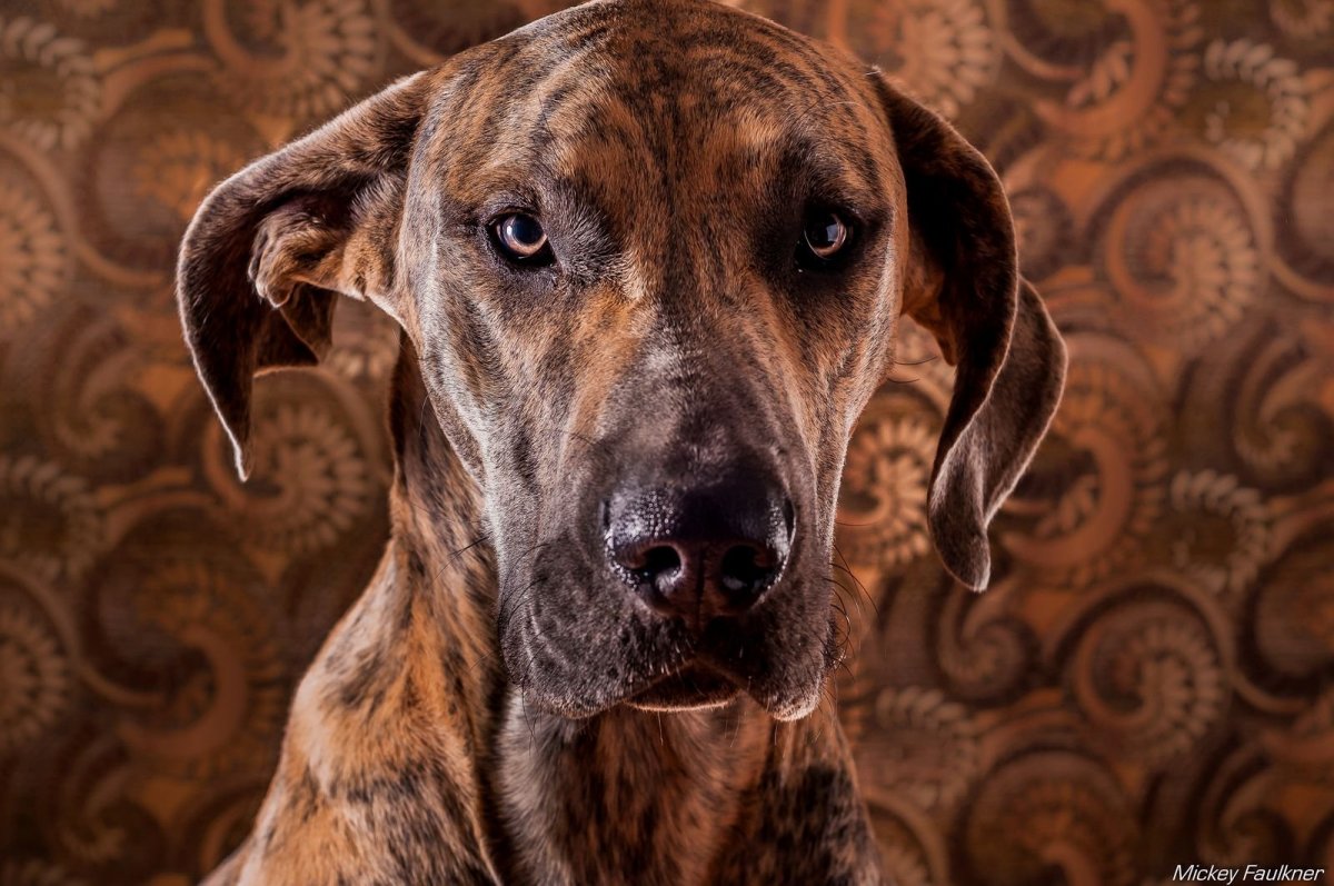 Дог Королевский тигровый