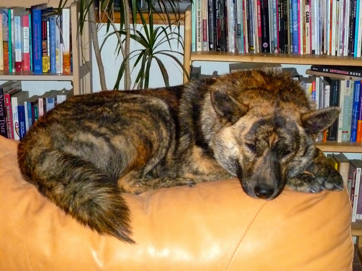 КАИ-ину или тигровая собака