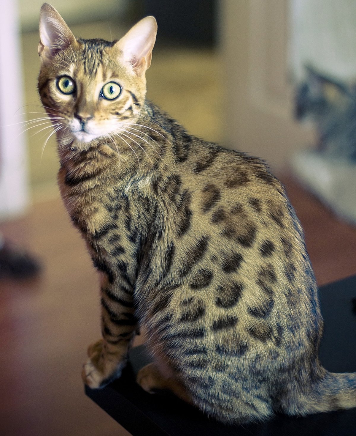 Бенгал Ричард