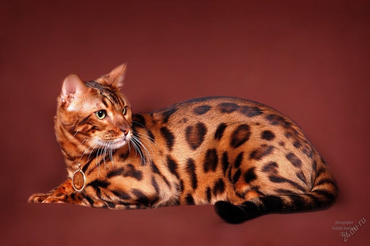 Оцикет мраморный