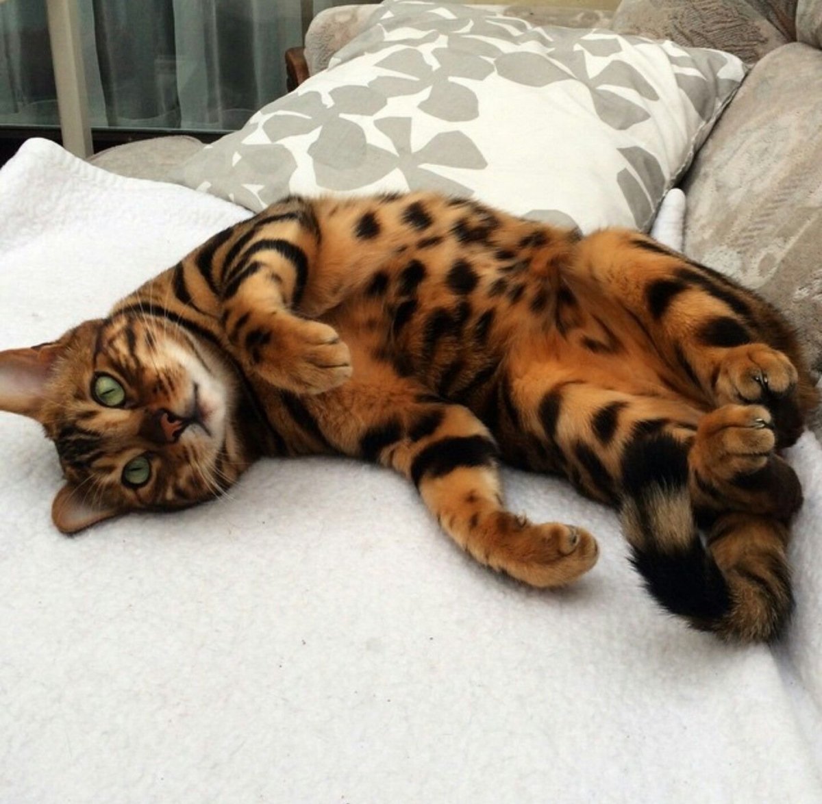 Бенгальская кошка f4