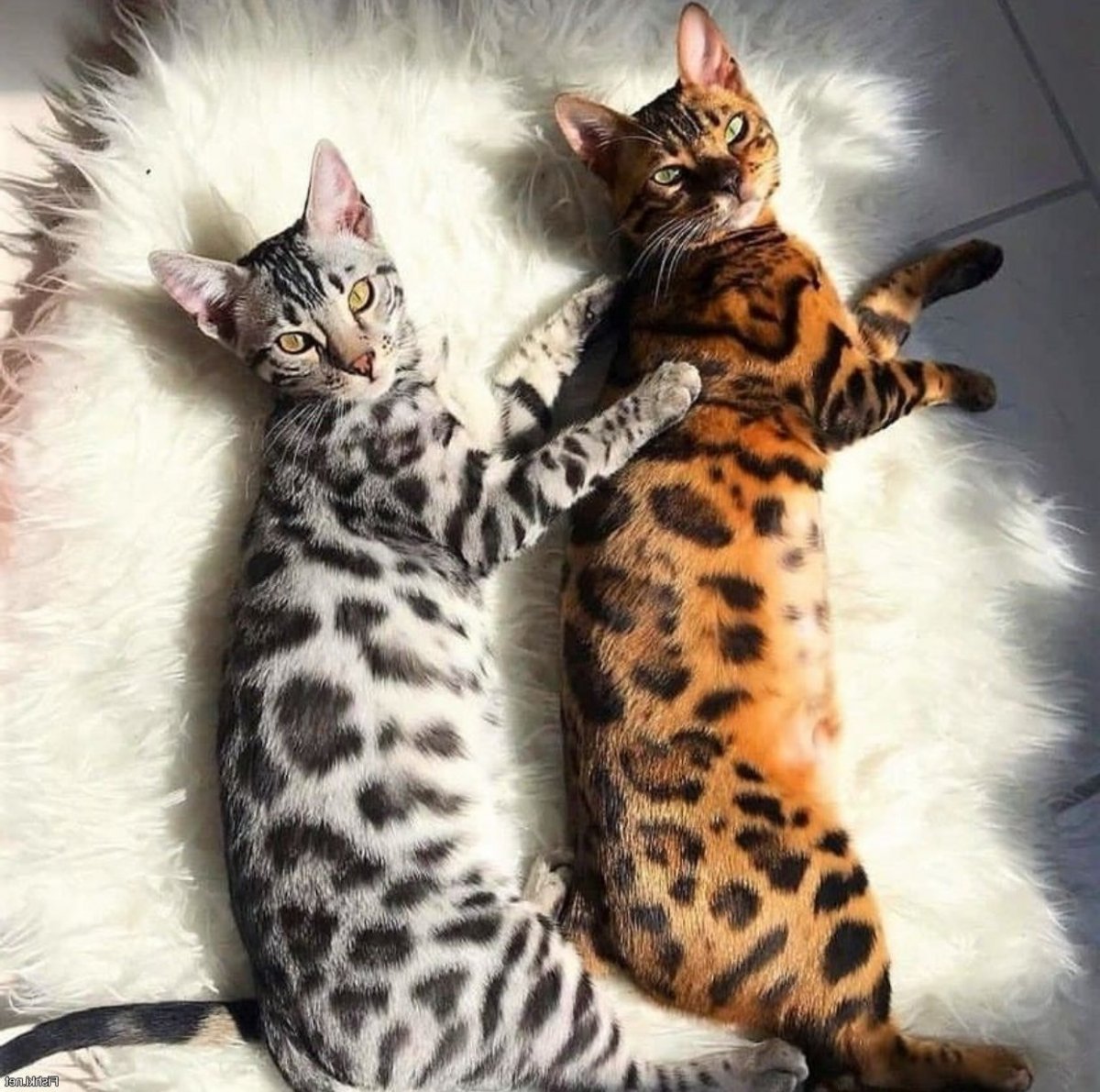 Бенгальская кошка котенок