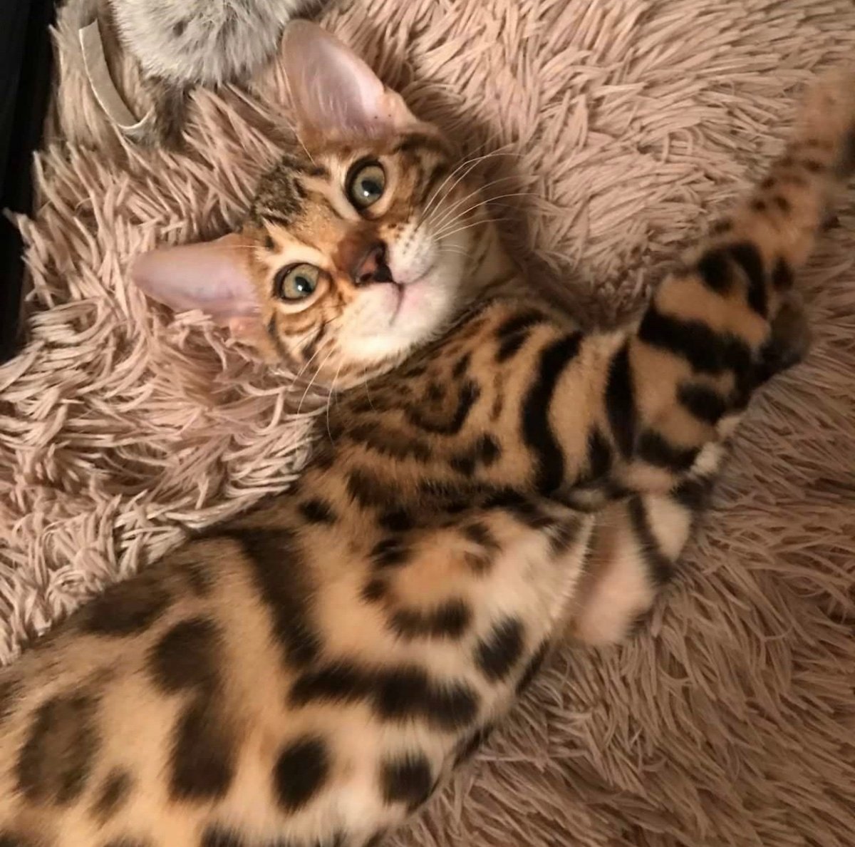 Бенгальский леопардовый кот