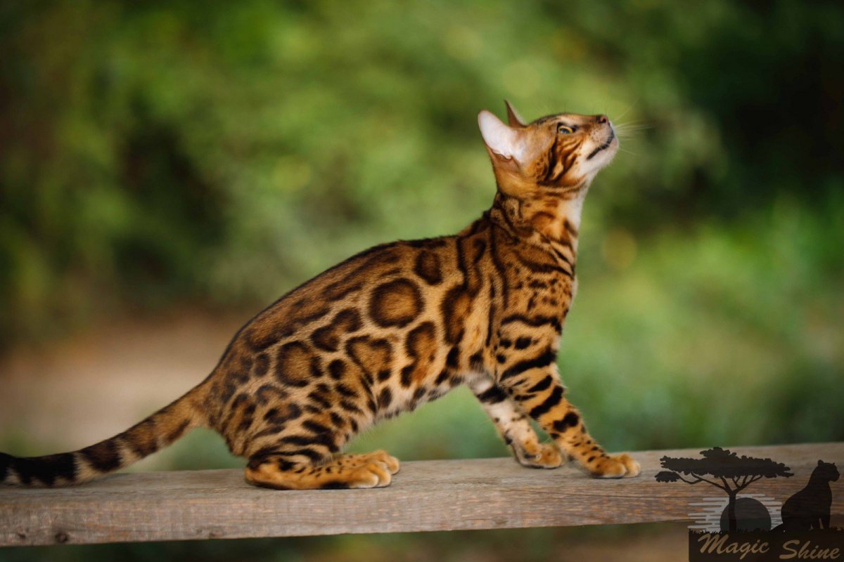 Бенгальская кошка