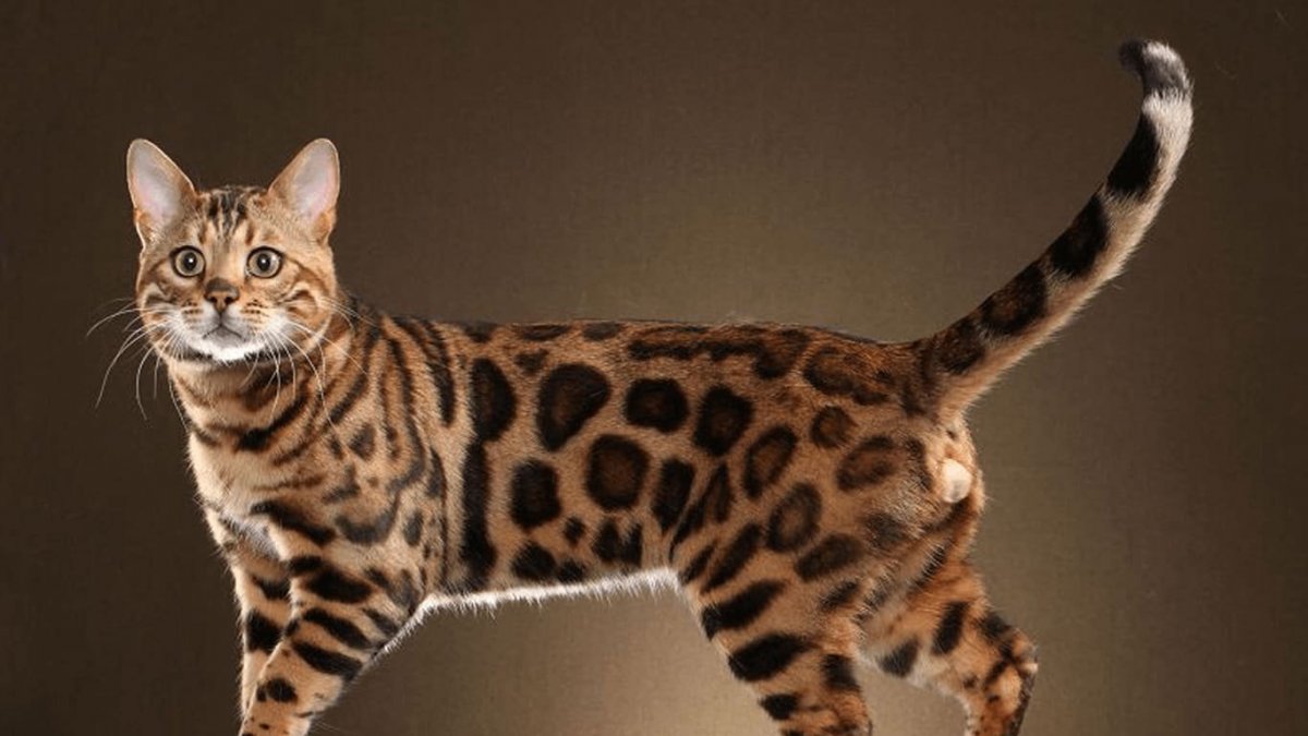 Кошки бенгальской породы