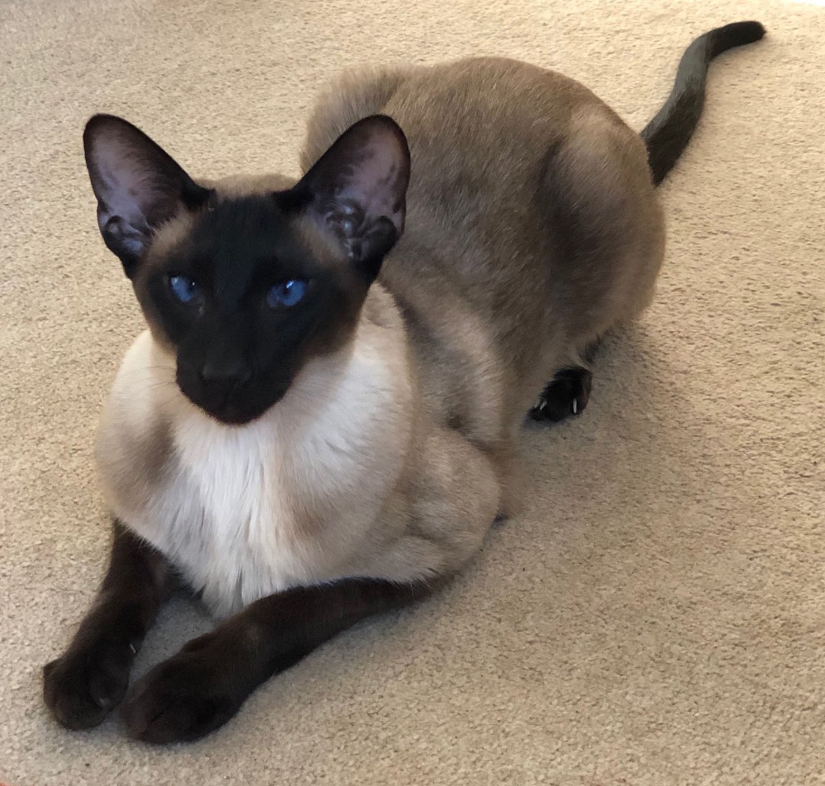 Сиамская кошка котенок