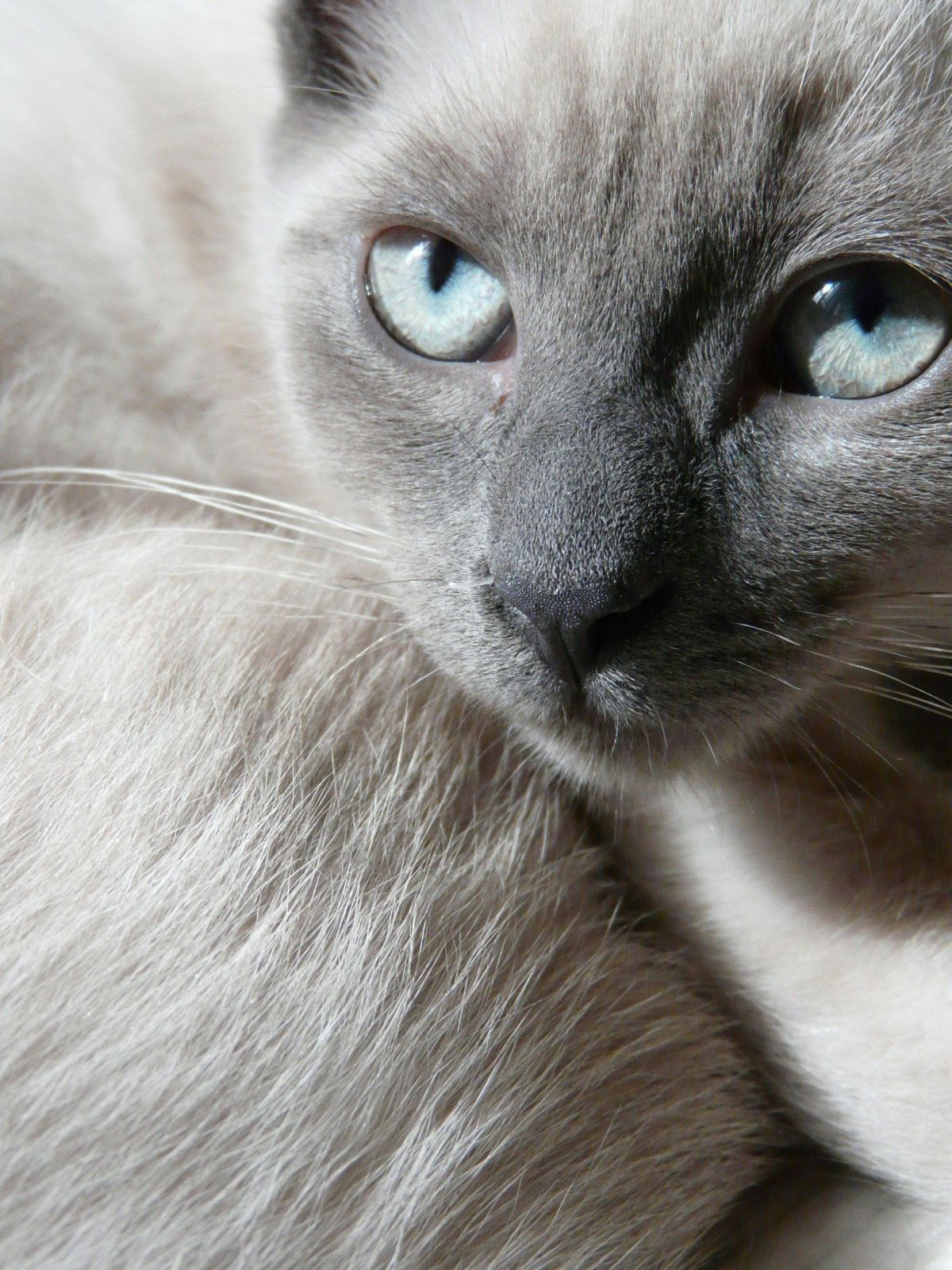 Сиамский кот серый